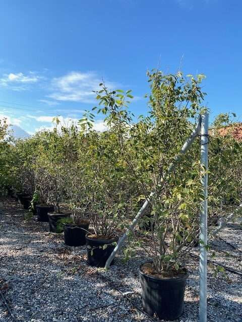 AMELANCHIER ovalis