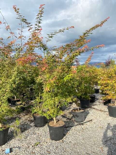ACER palmatum 'Pink Passion'