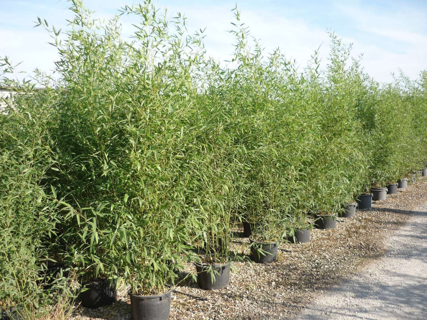 BAMBUSA Phyllostachys mitis