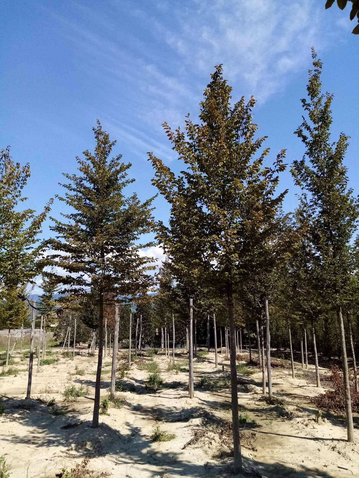 CARPINUS betulus 'Albert Beckman'