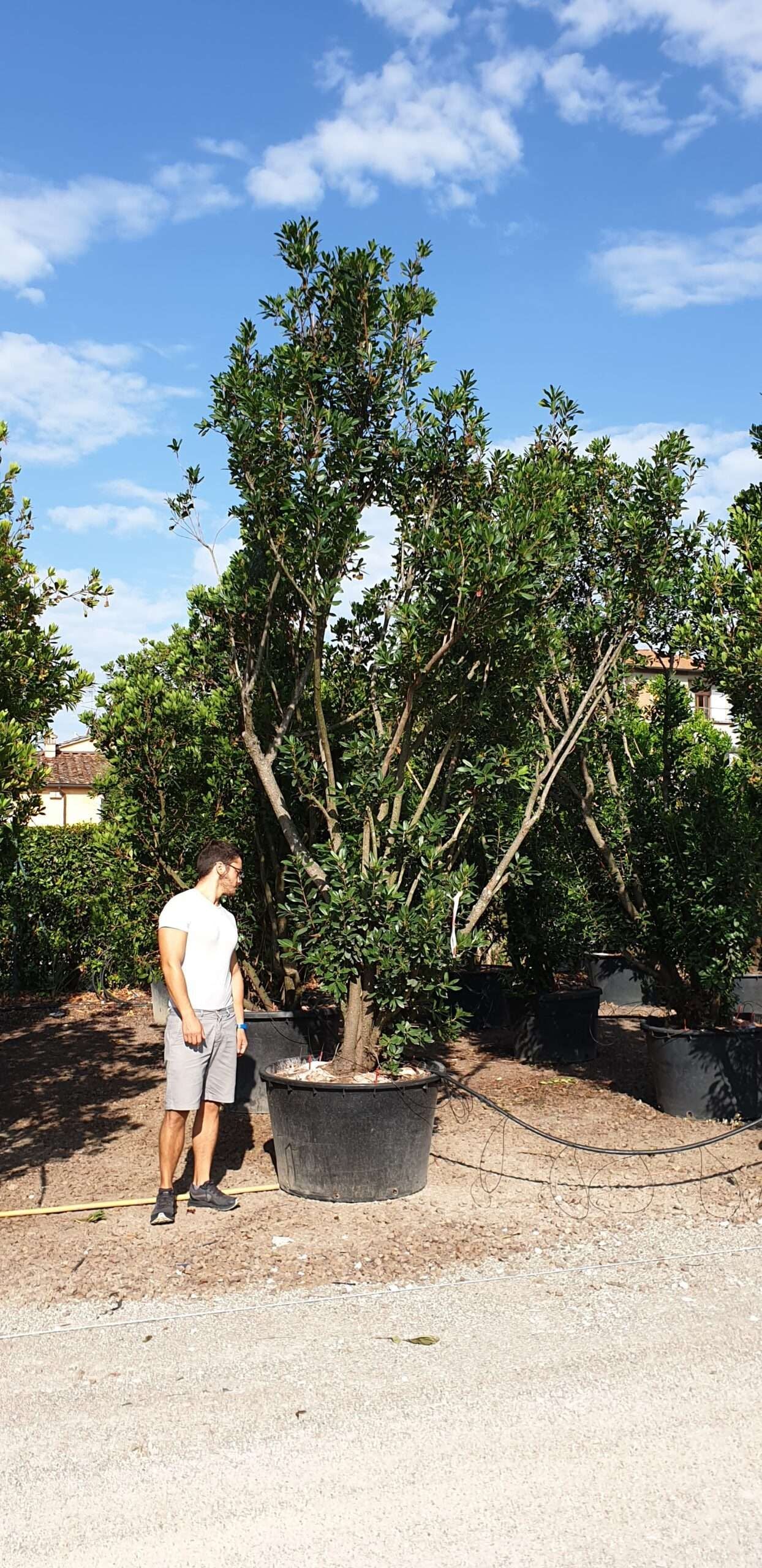 ARBUTUS unedo 'Compacta'