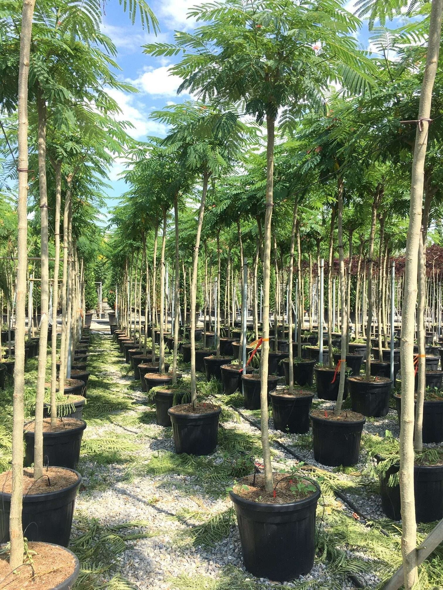 ALBIZIA julibrissin 'Shidare'