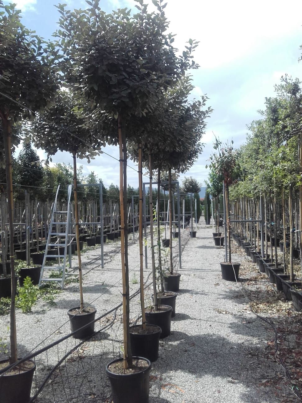 ELAEAGNUS x ebbingei 'Compacta'