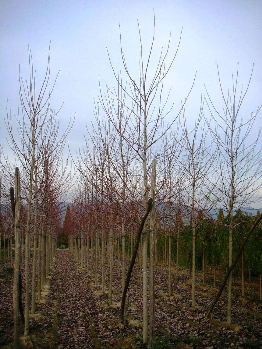 ACER x freemanii 'Autumn Fantasy' ®