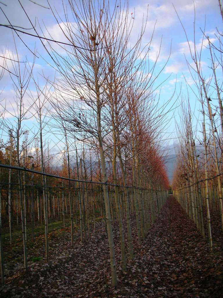 ACER rubrum 'Brandywine'