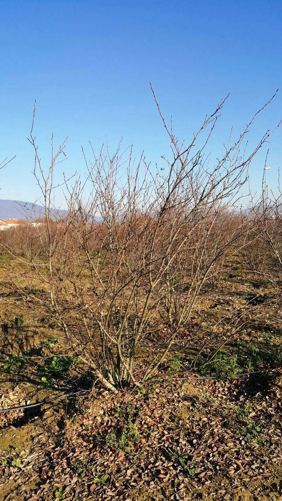 AMELANCHIER ovalis