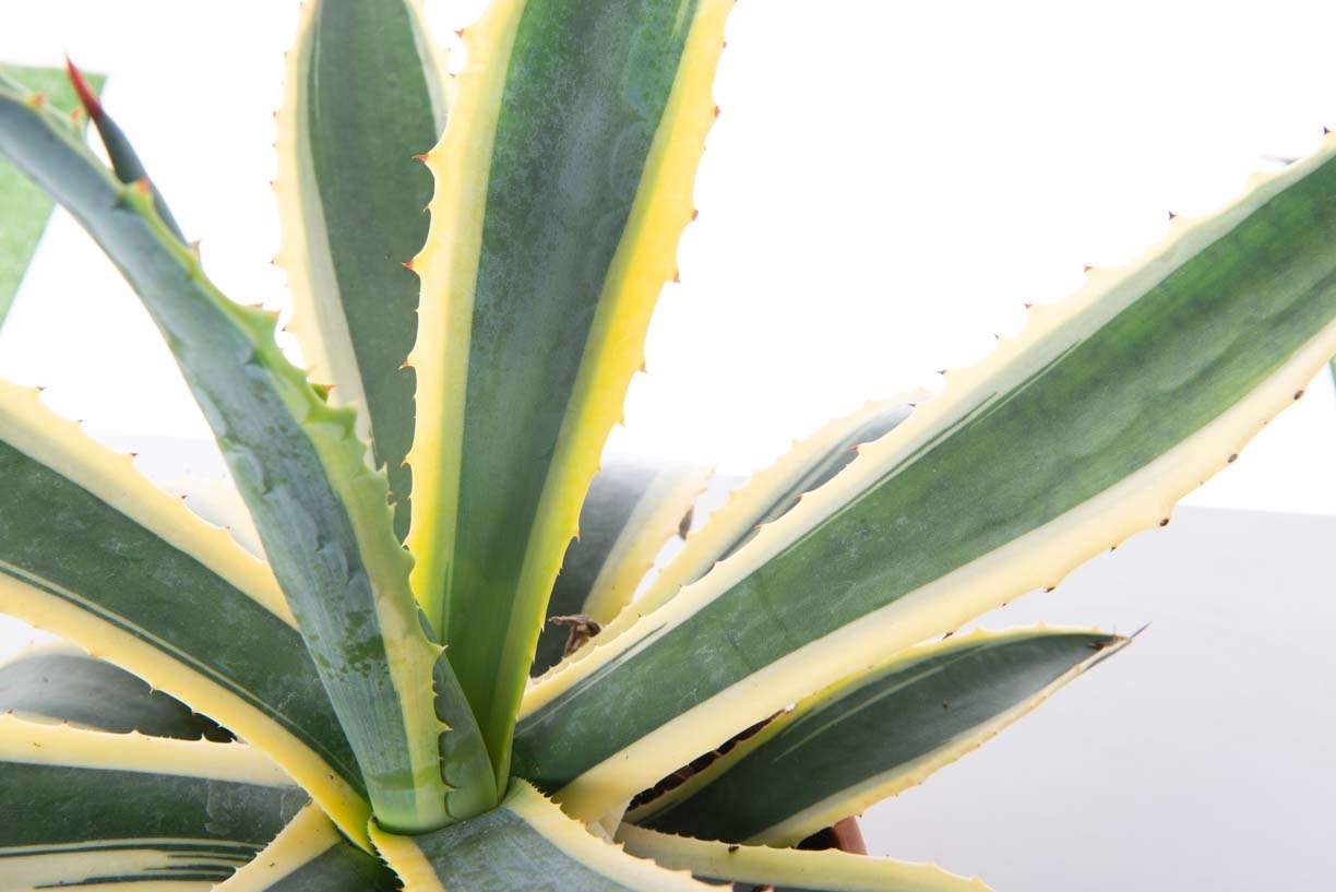 AGAVE attenuata