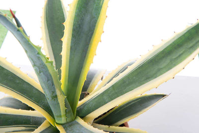 AGAVE attenuata