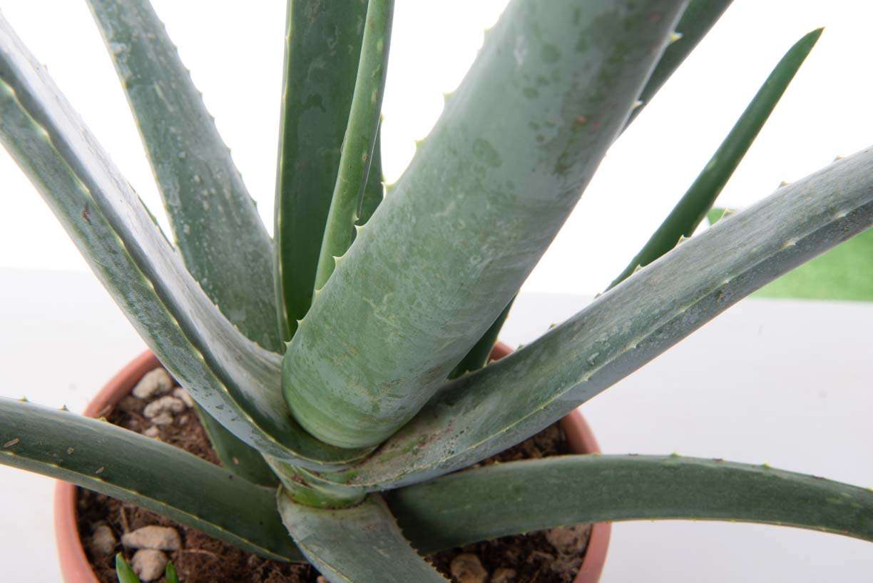 AMALANCHIER alnifolia 'Smokey'