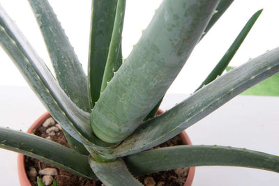 AMALANCHIER alnifolia 'Smokey'