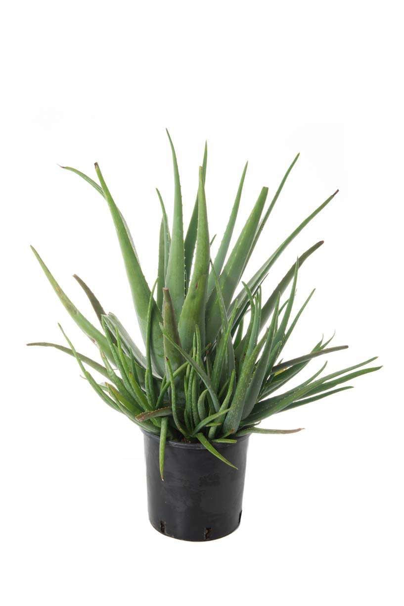 AMALANCHIER alnifolia 'Smokey'