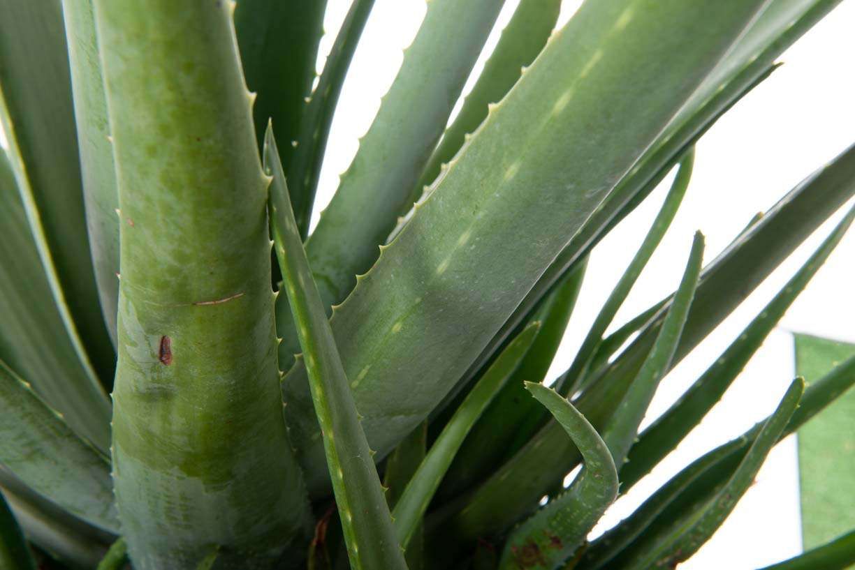 AMALANCHIER alnifolia 'Smokey'