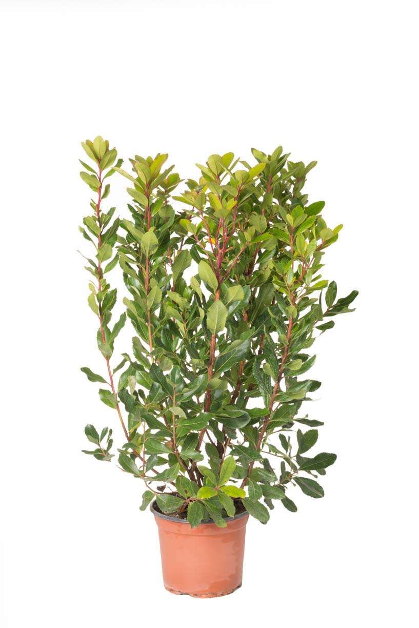ARBUTUS unedo 'Compacta'