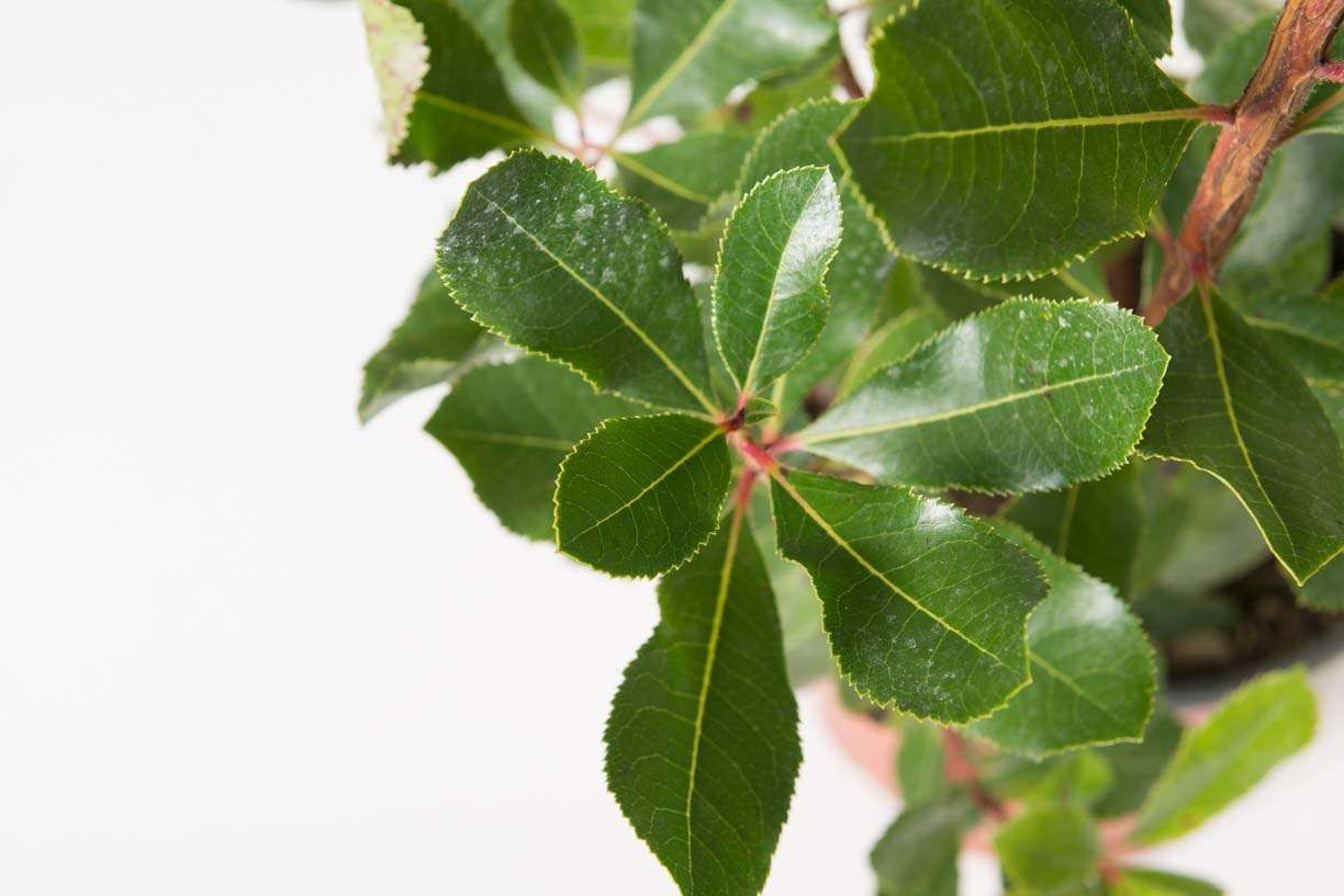 ARBUTUS unedo 'Compacta'