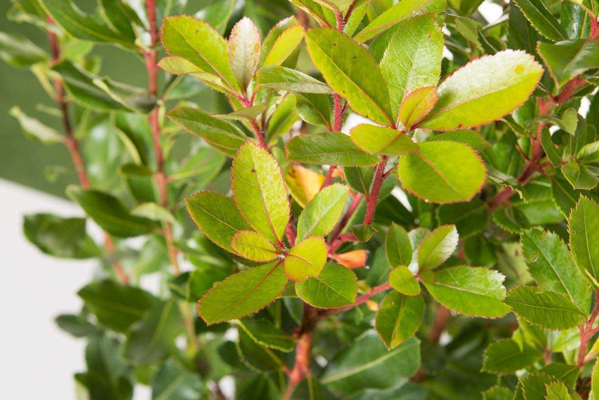 ARBUTUS unedo 'Compacta'