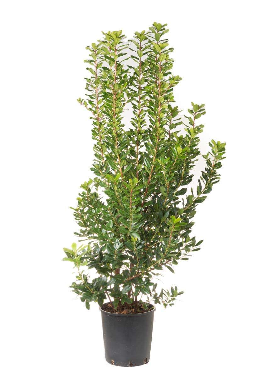 ARBUTUS unedo 'Compacta'