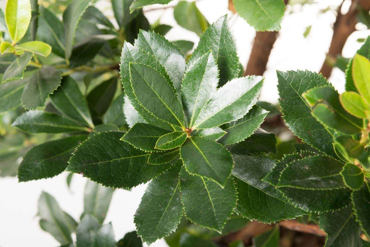 ARBUTUS unedo 'Compacta'