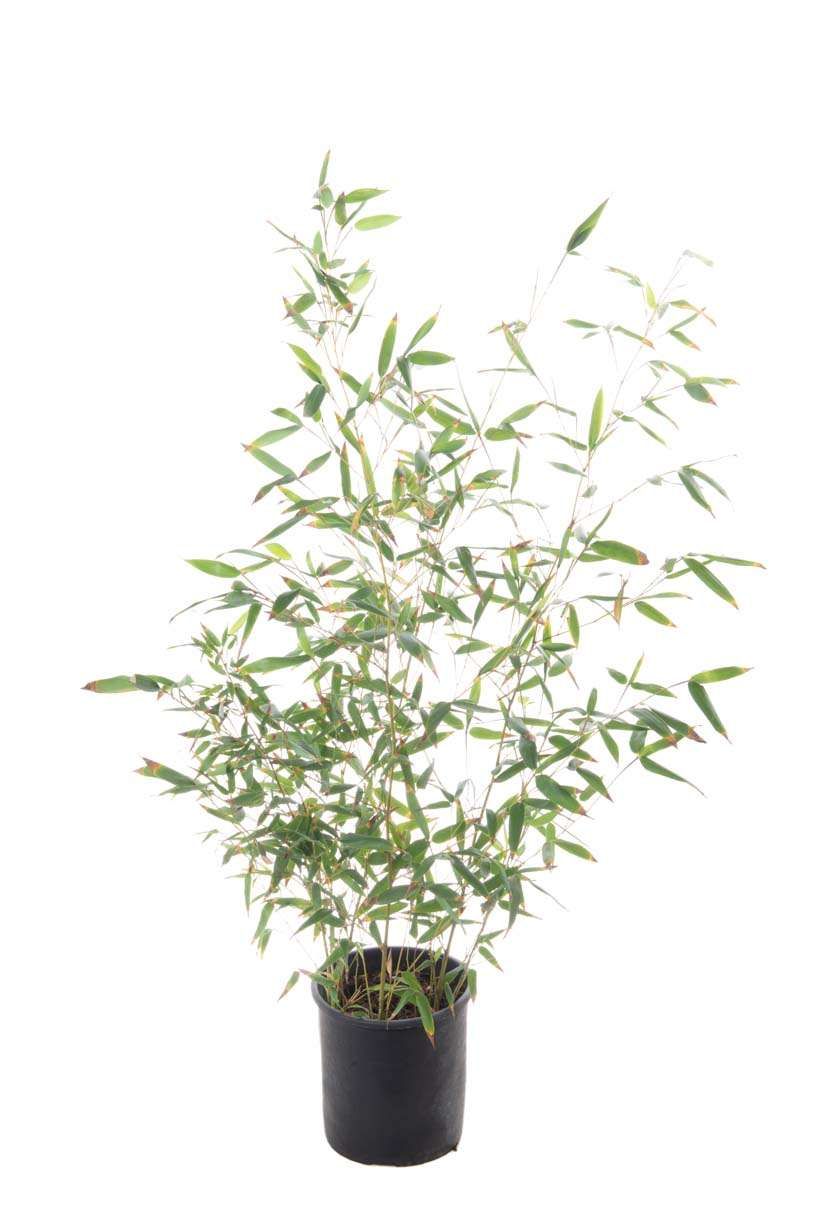 BAMBUSA Phyllostachys mitis