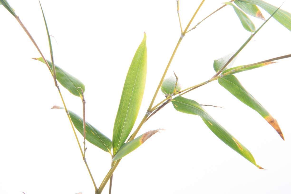 BAMBUSA Phyllostachys mitis