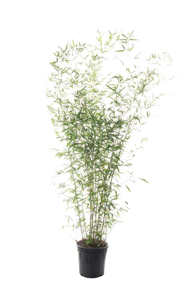 BAMBUSA Phyllostachys mitis
