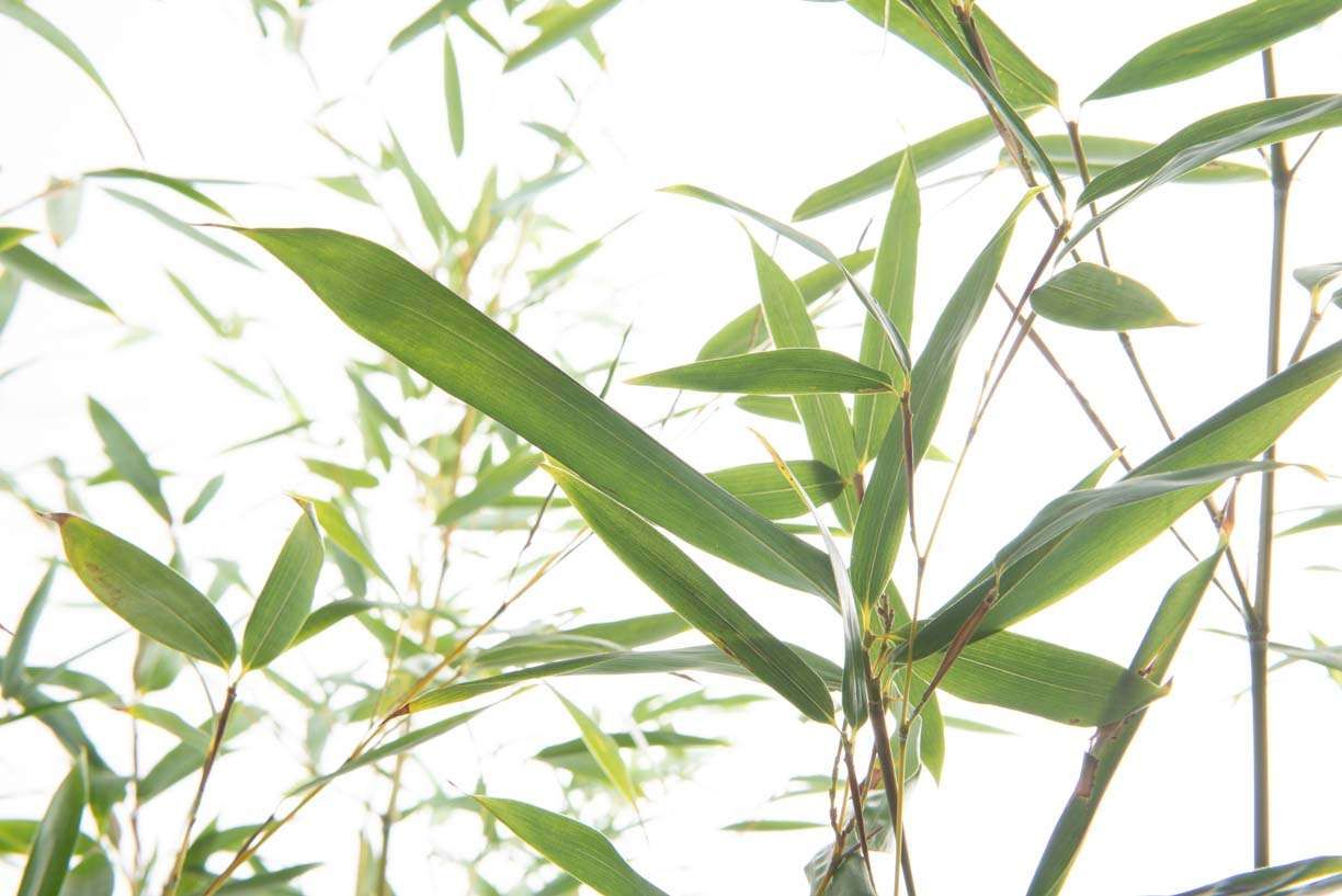 BAMBUSA Phyllostachys mitis