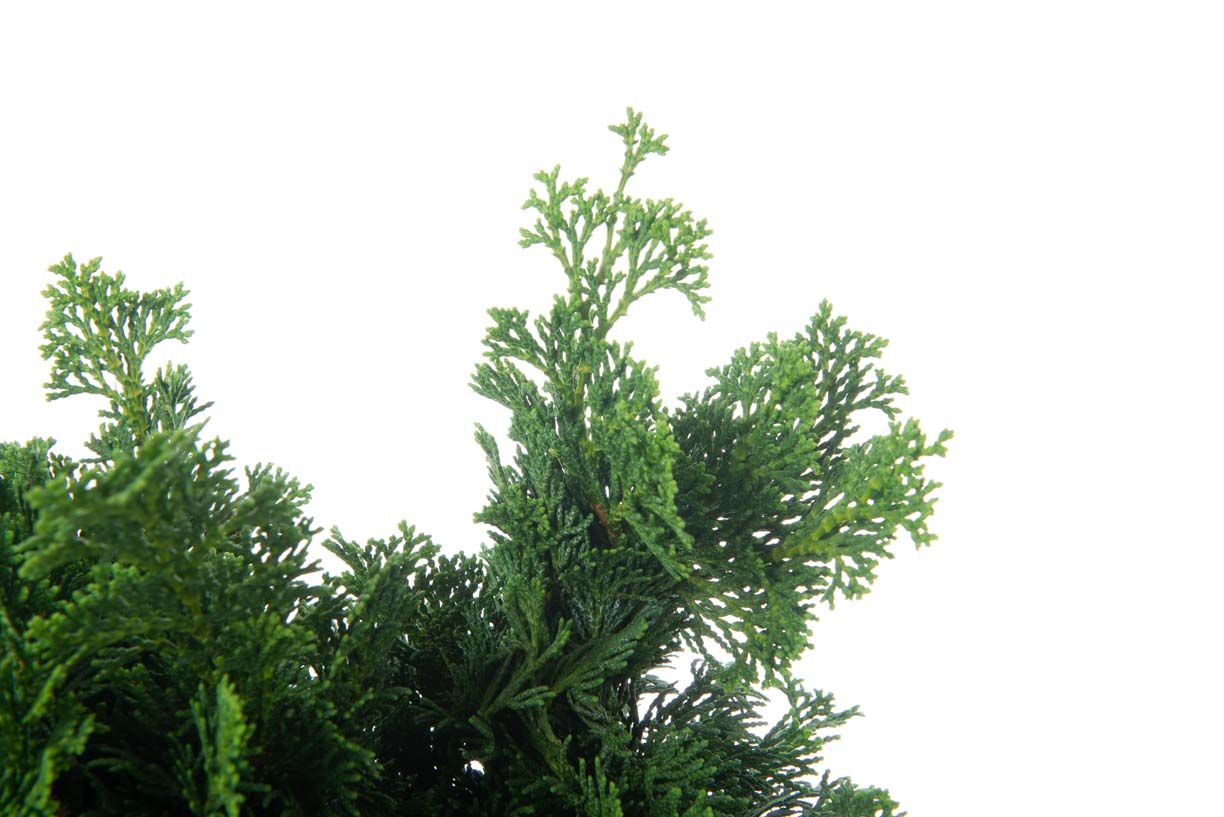 CHAMAECYPARIS pisifera 'Boulevard'