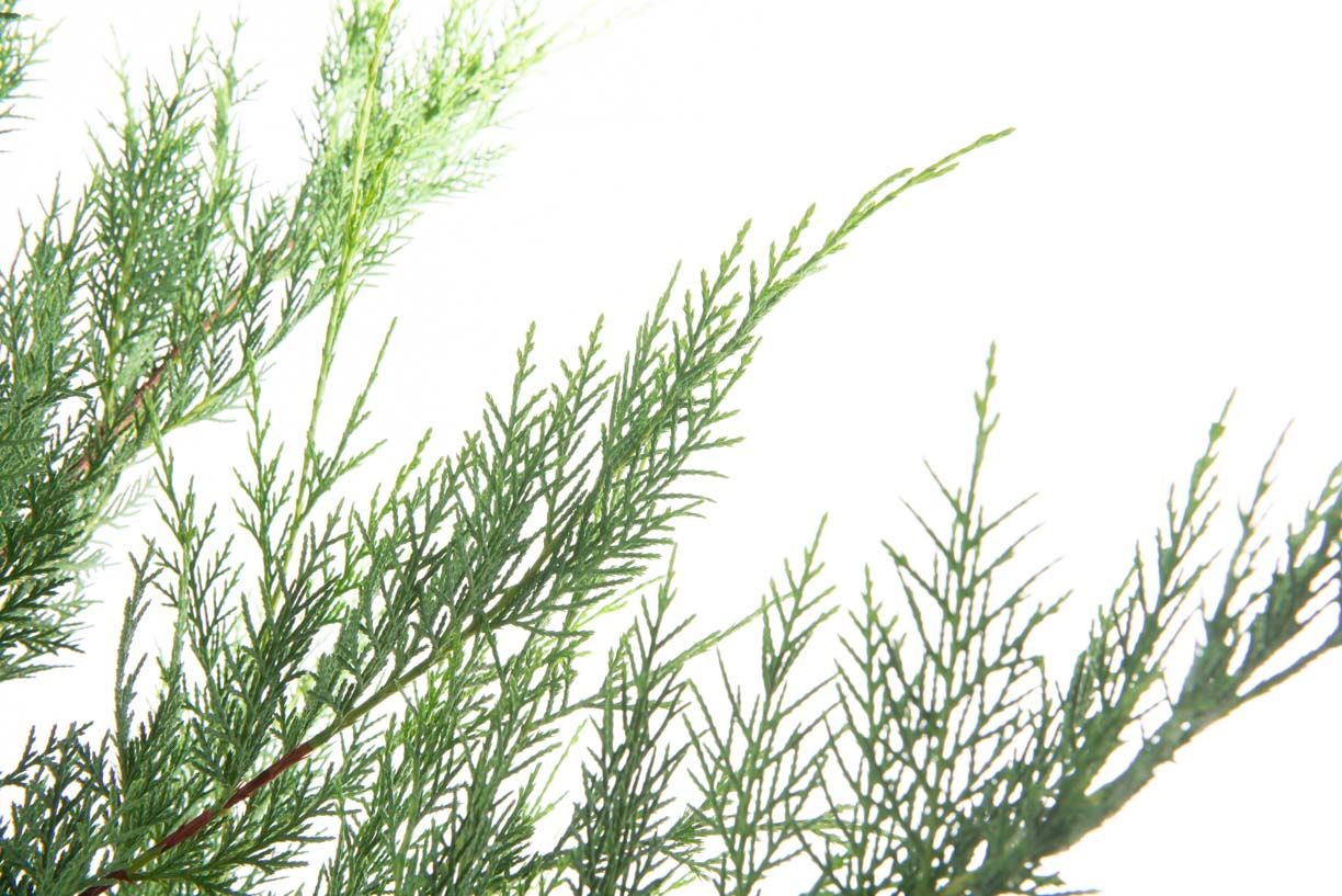 CUPRESSOCYPARIS leylandii '2001'