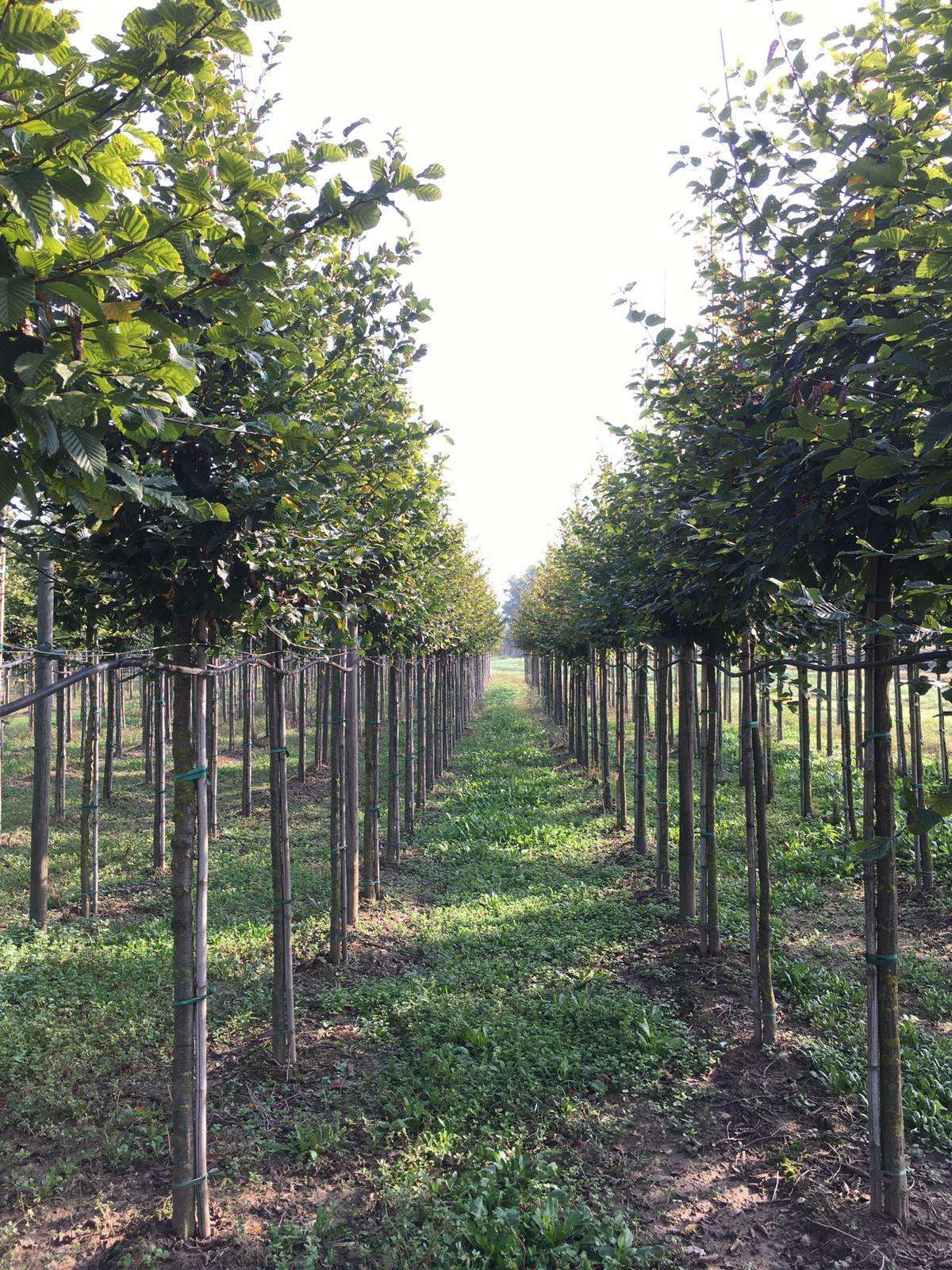 CARPINUS betulus 'Albert Beckman'