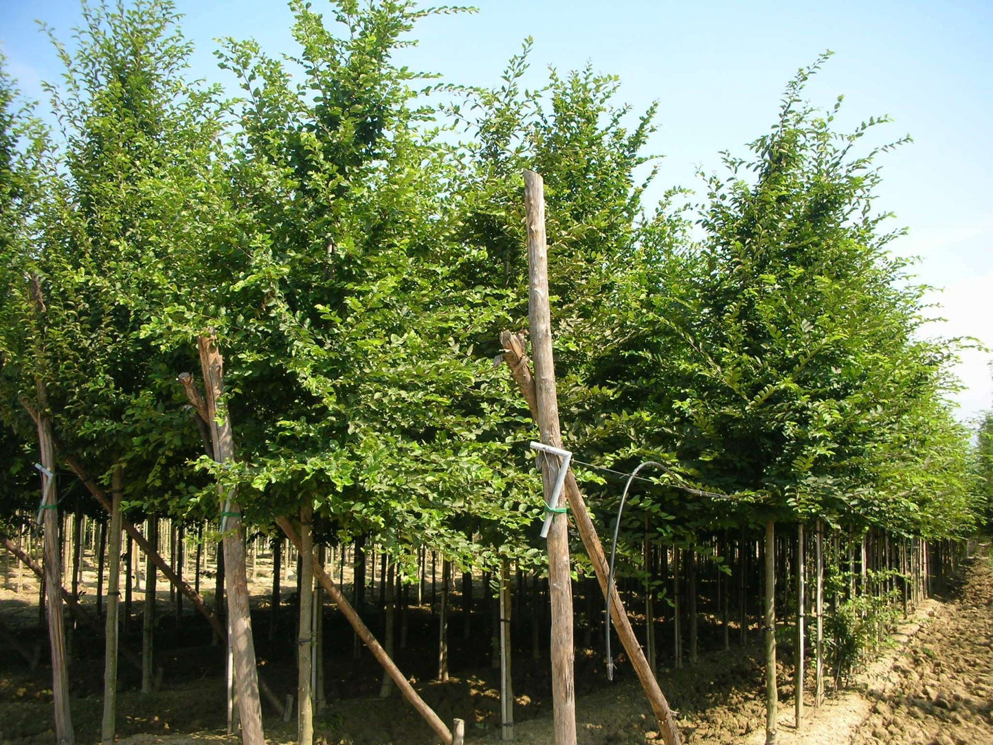 CARPINUS betulus 'Albert Beckman'