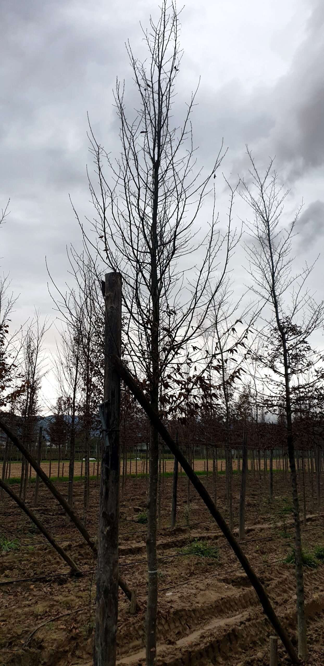 CARPINUS betulus 'Albert Beckman'