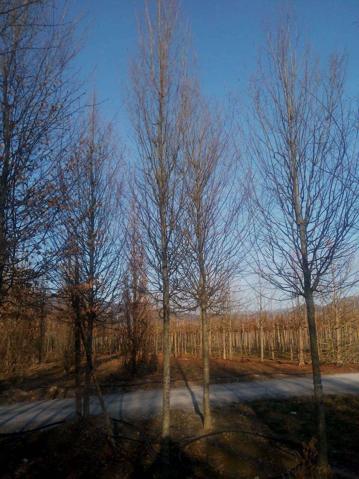 CARPINUS betulus 'Albert Beckman'