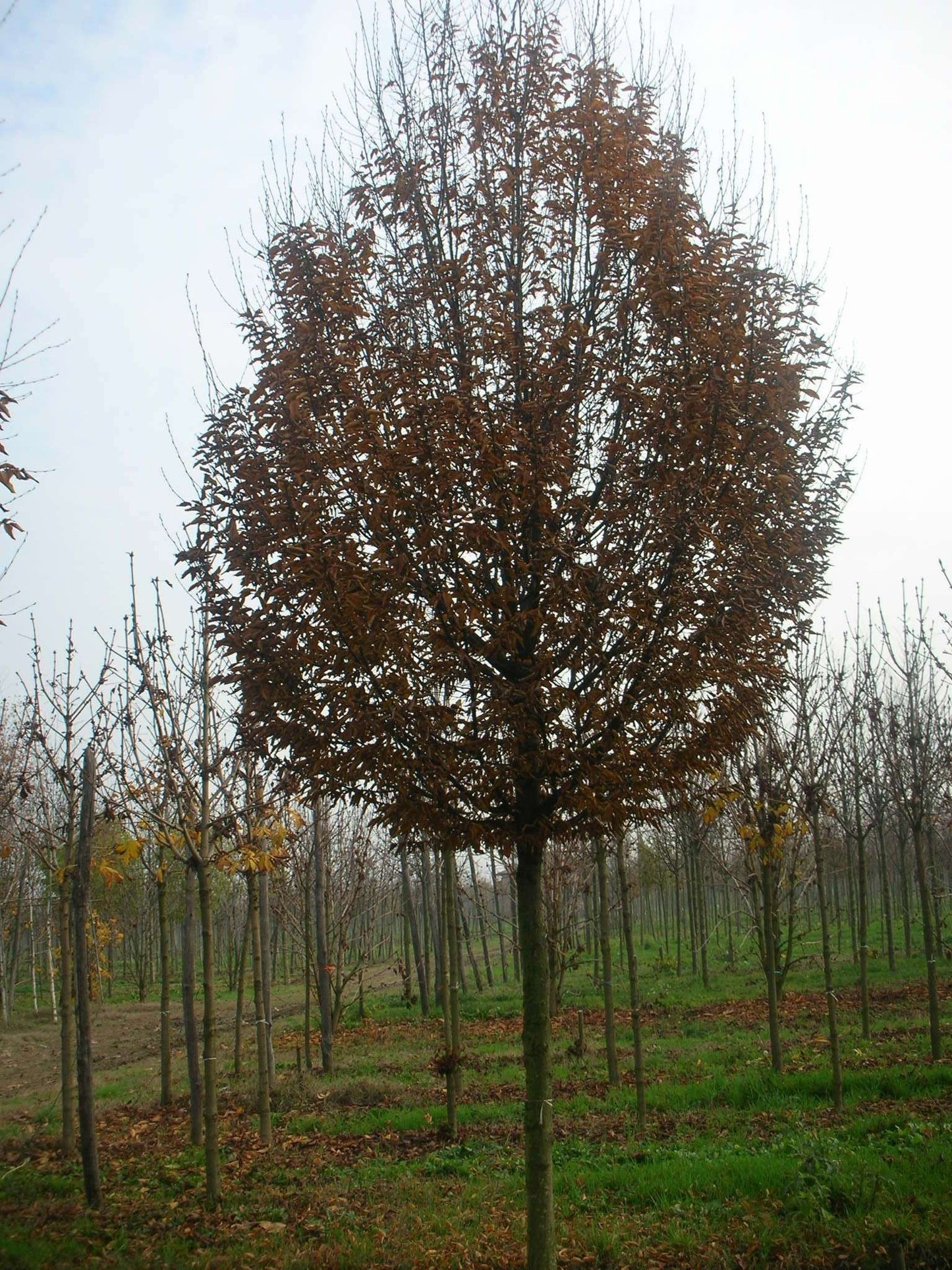 CARPINUS betulus 'Albert Beckman'