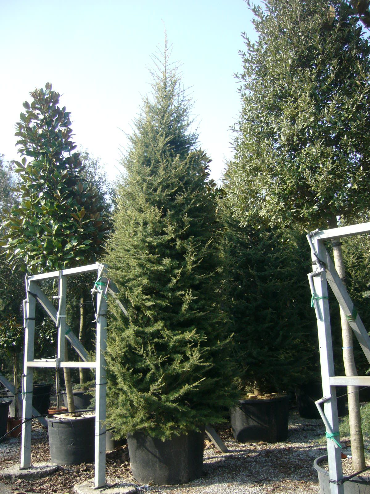 CEDRUS deodara 'Aurea'