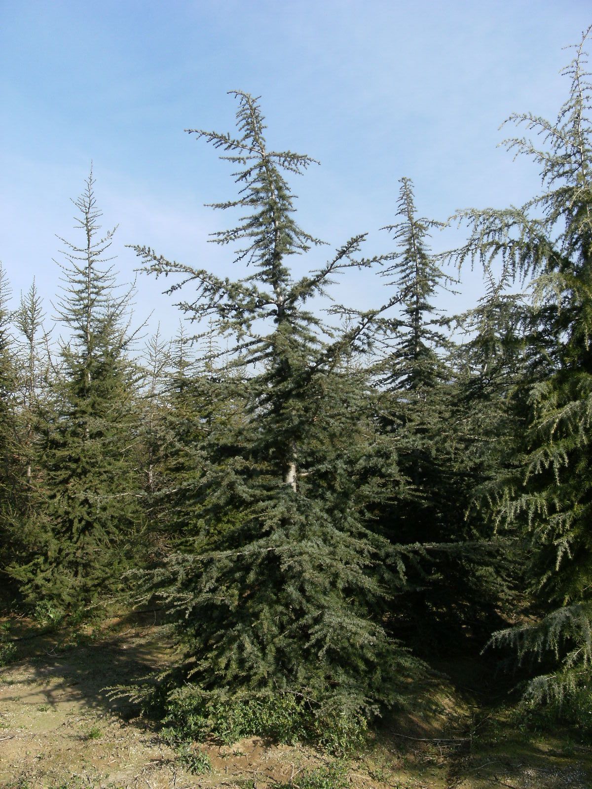 CEDRUS libani 'Sargenti'