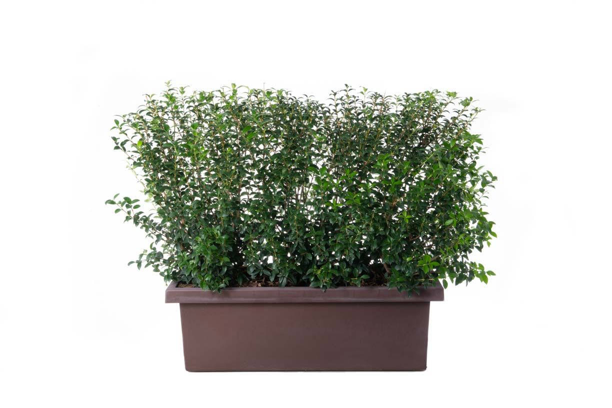 OSTRYA carpinifolia