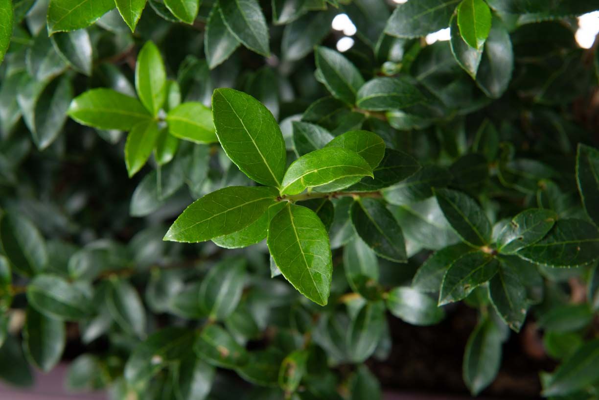 OSTRYA carpinifolia