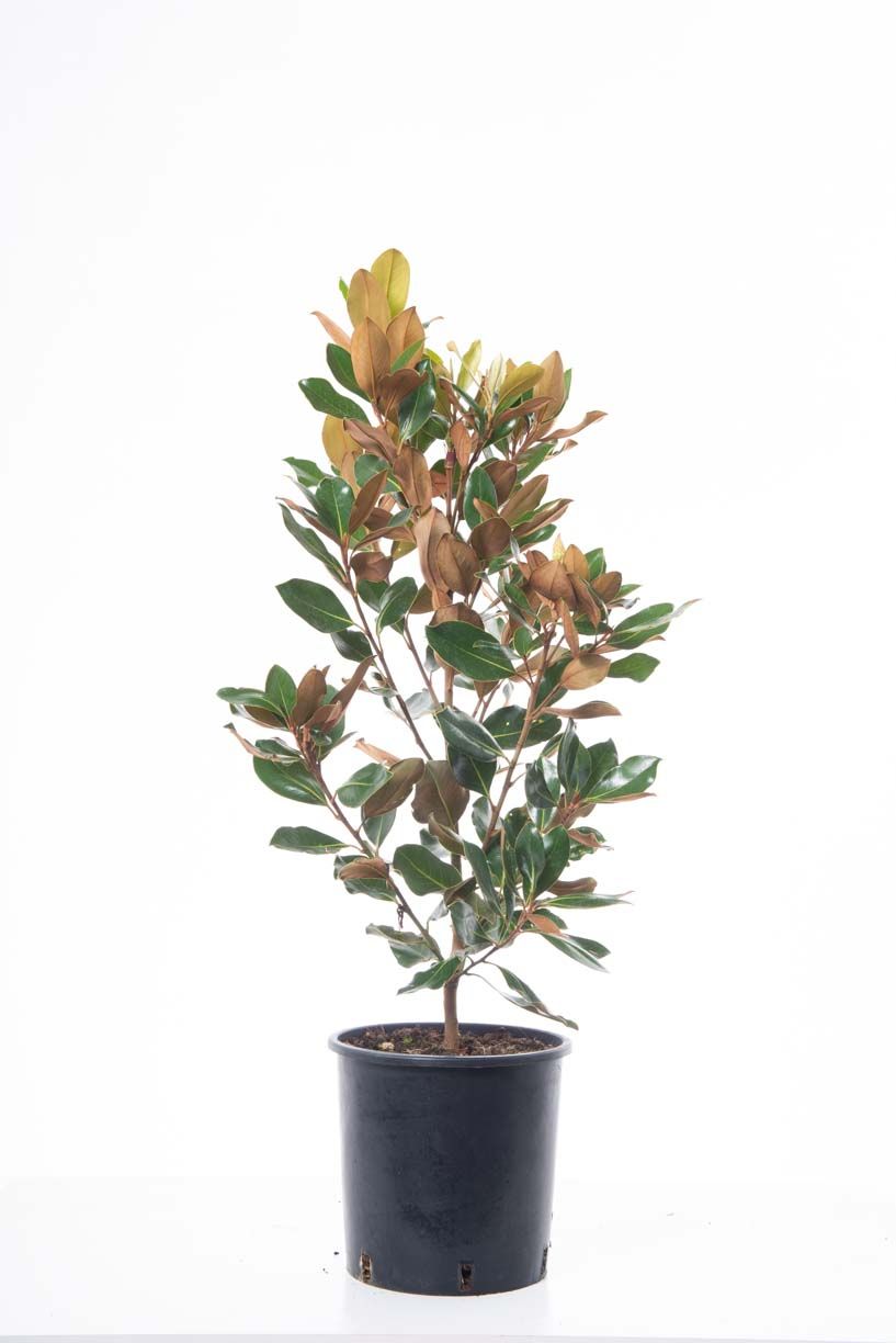 MAGNOLIA grandiflora 'Namnetensis Flore Pleno'