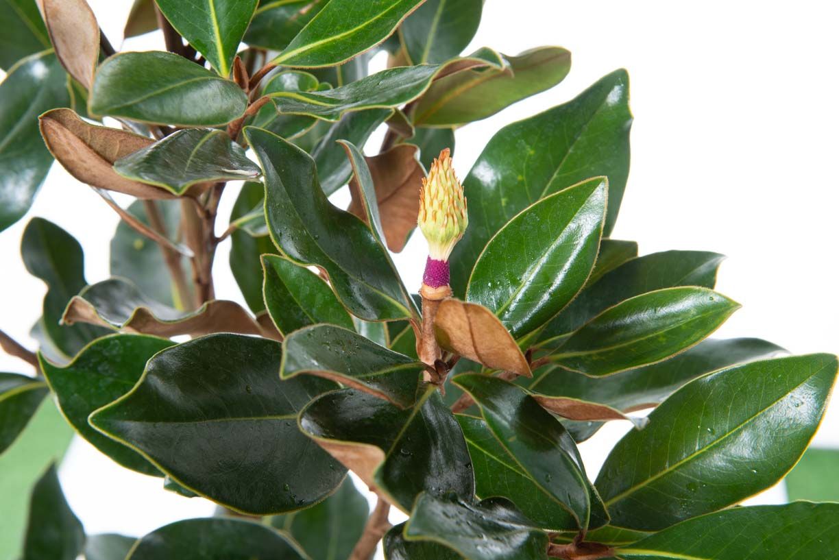 MAGNOLIA grandiflora 'Namnetensis Flore Pleno'