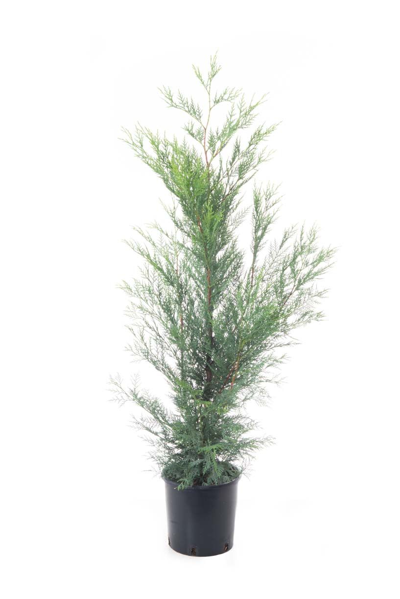 CUPRESSOCYPARIS leylandii '2001'