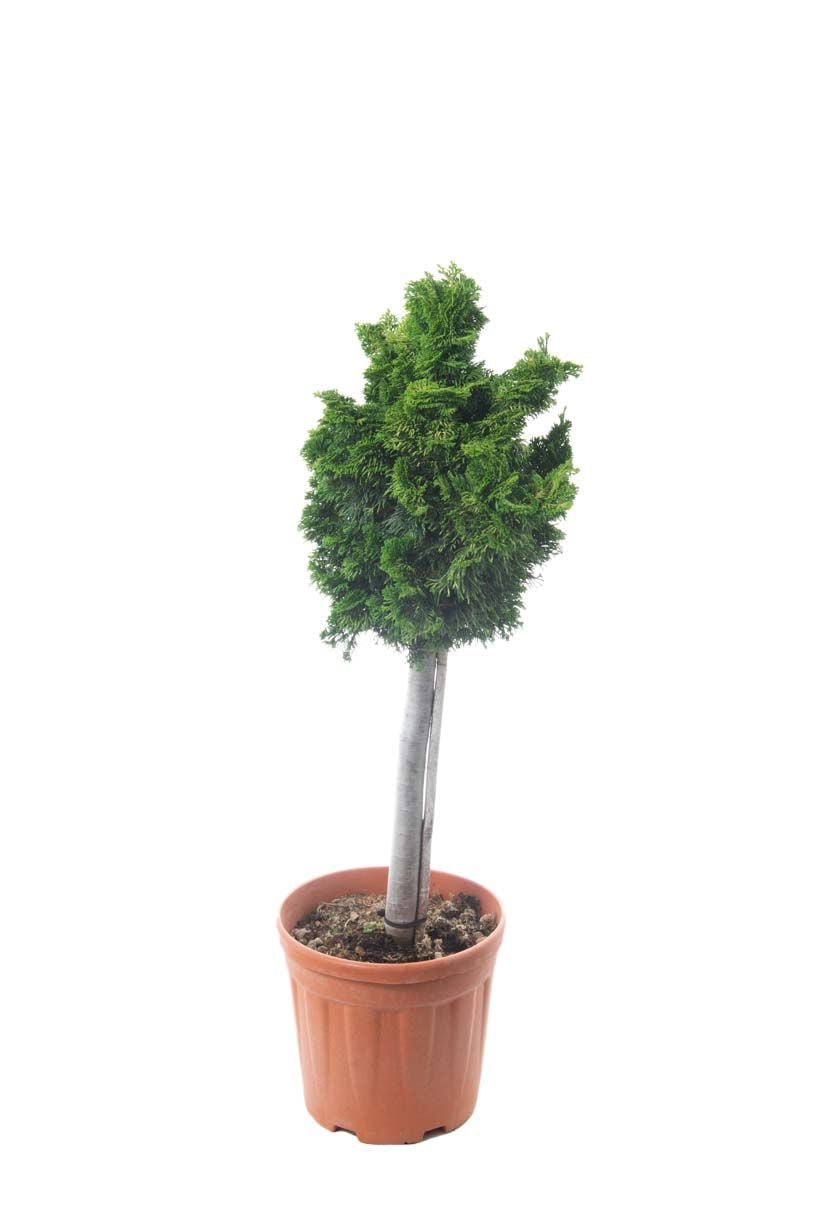 CHAMAECYPARIS obtusa 'Nana Gracilis'