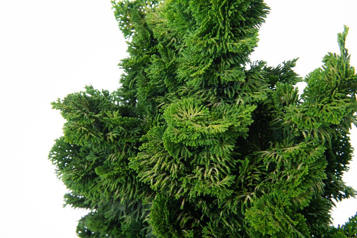 CHAMAECYPARIS obtusa 'Nana Gracilis'