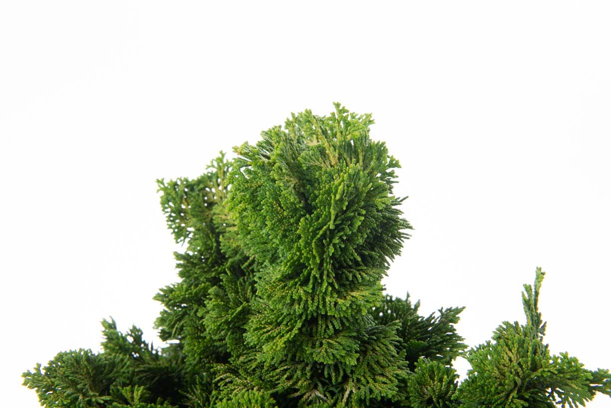 CHAMAECYPARIS obtusa 'Nana Gracilis'