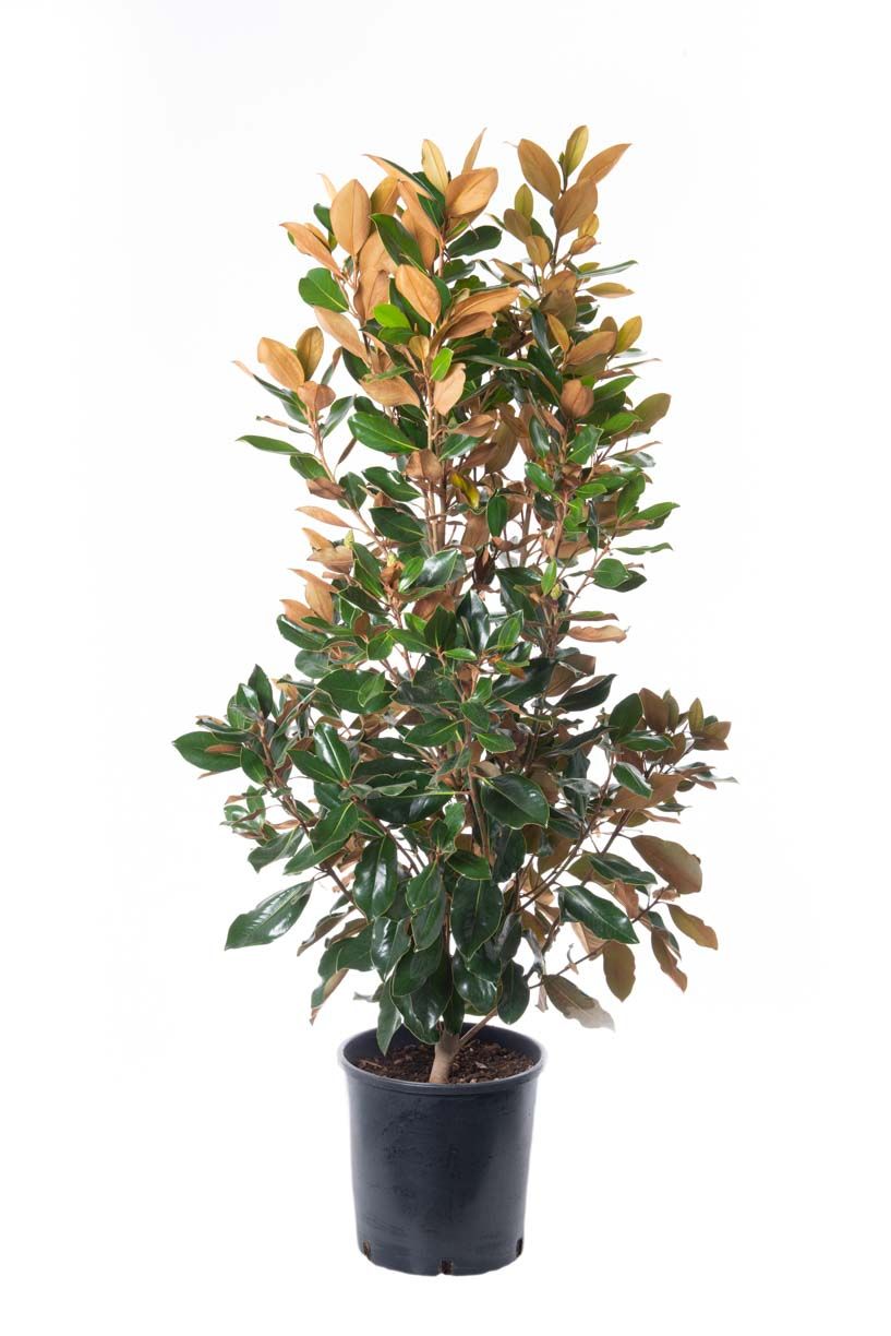 MAGNOLIA grandiflora 'Namnetensis Flore Pleno'