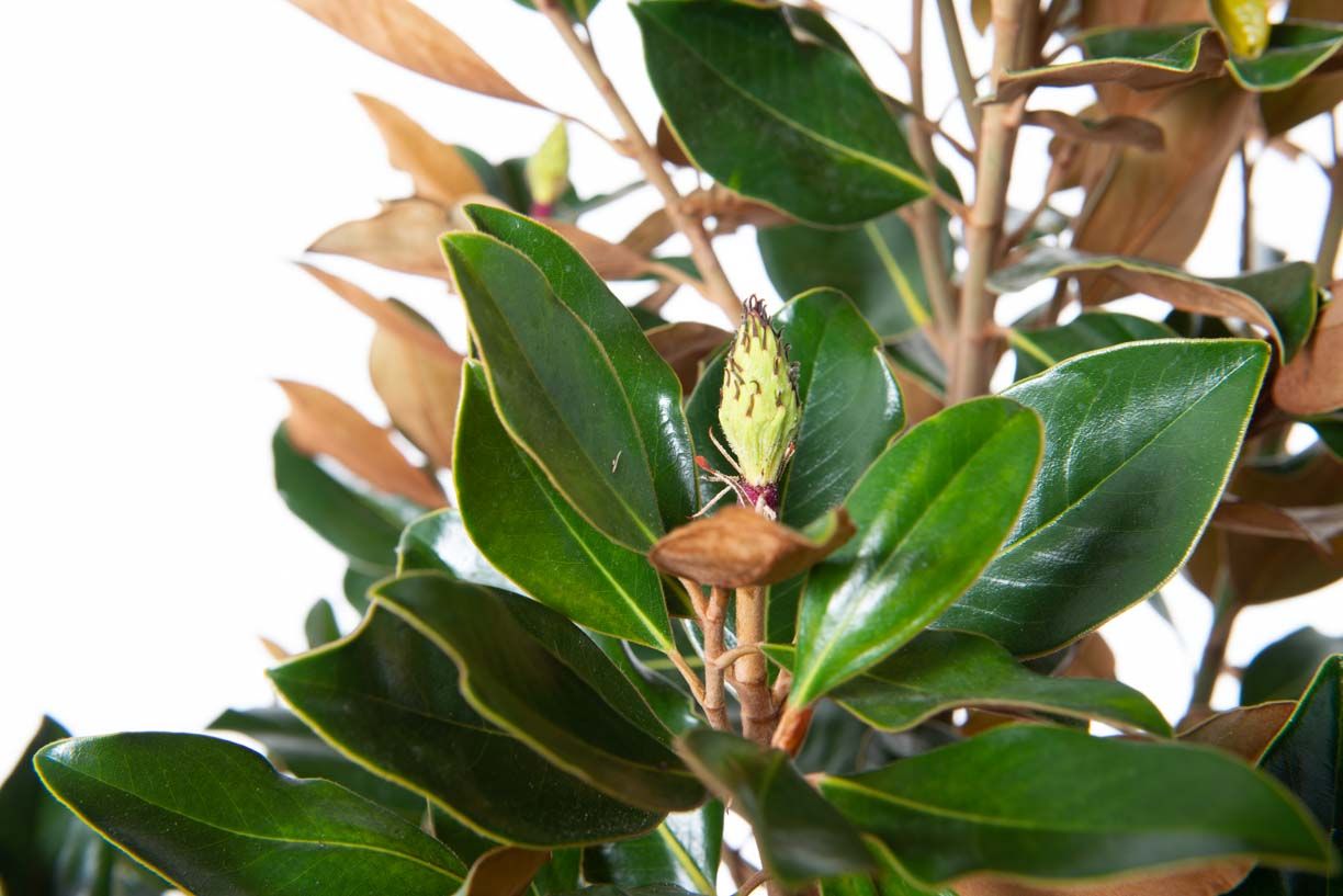 MAGNOLIA grandiflora 'Namnetensis Flore Pleno'