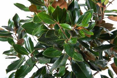 MAGNOLIA grandiflora 'Namnetensis Flore Pleno'