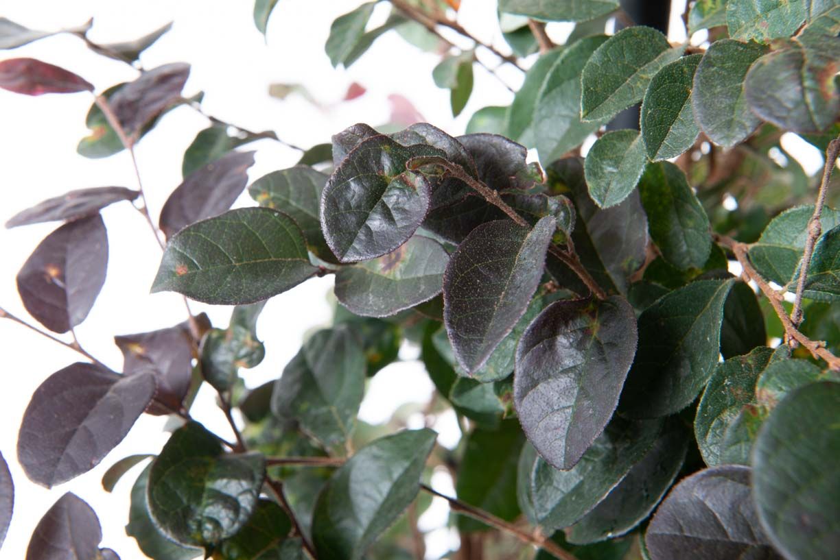 LOROPETALUM chinense 'Ever Red'