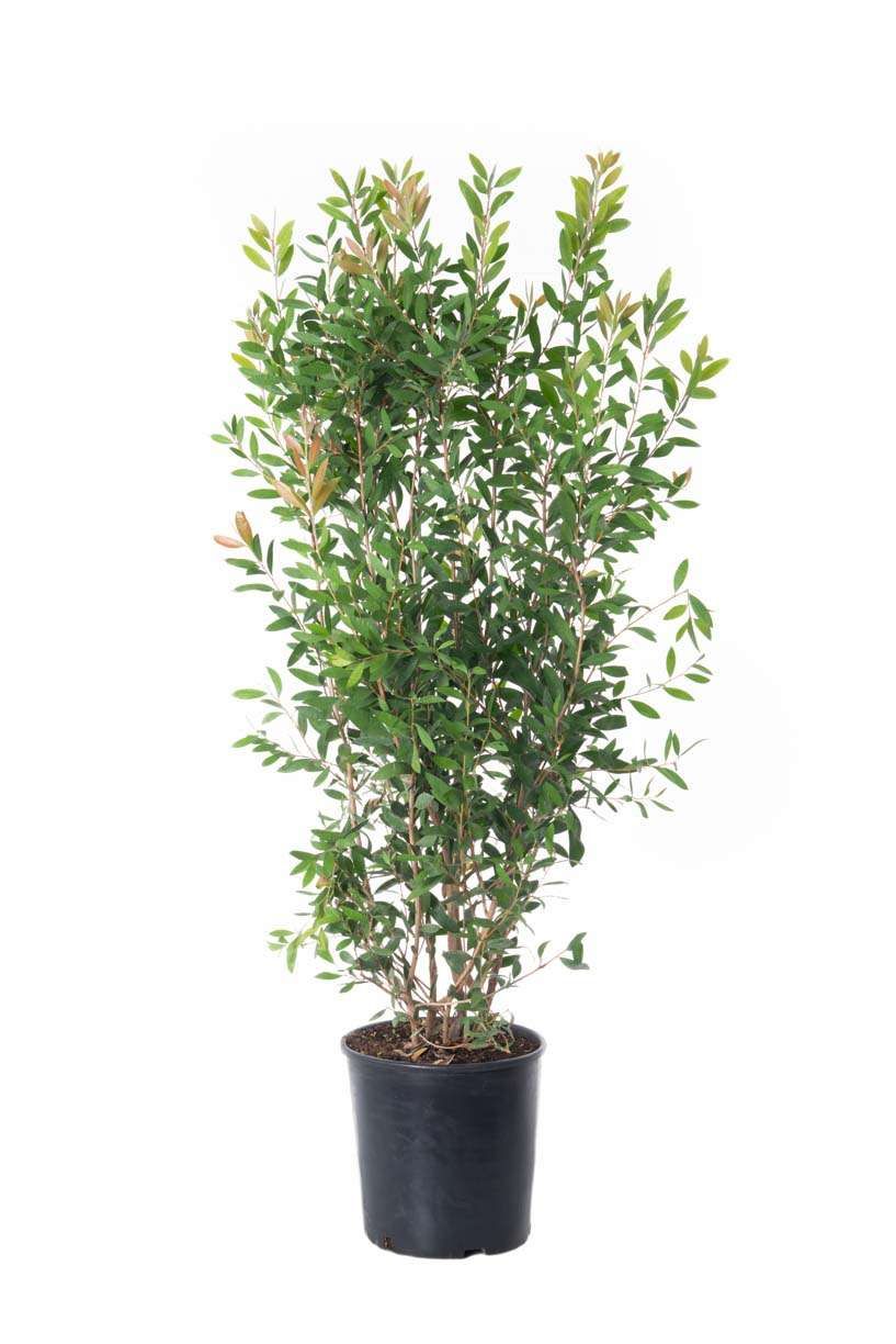 CALLISTEMON rigidus