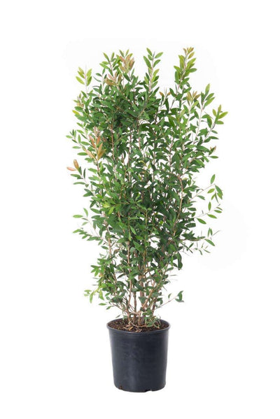 CALLISTEMON rigidus