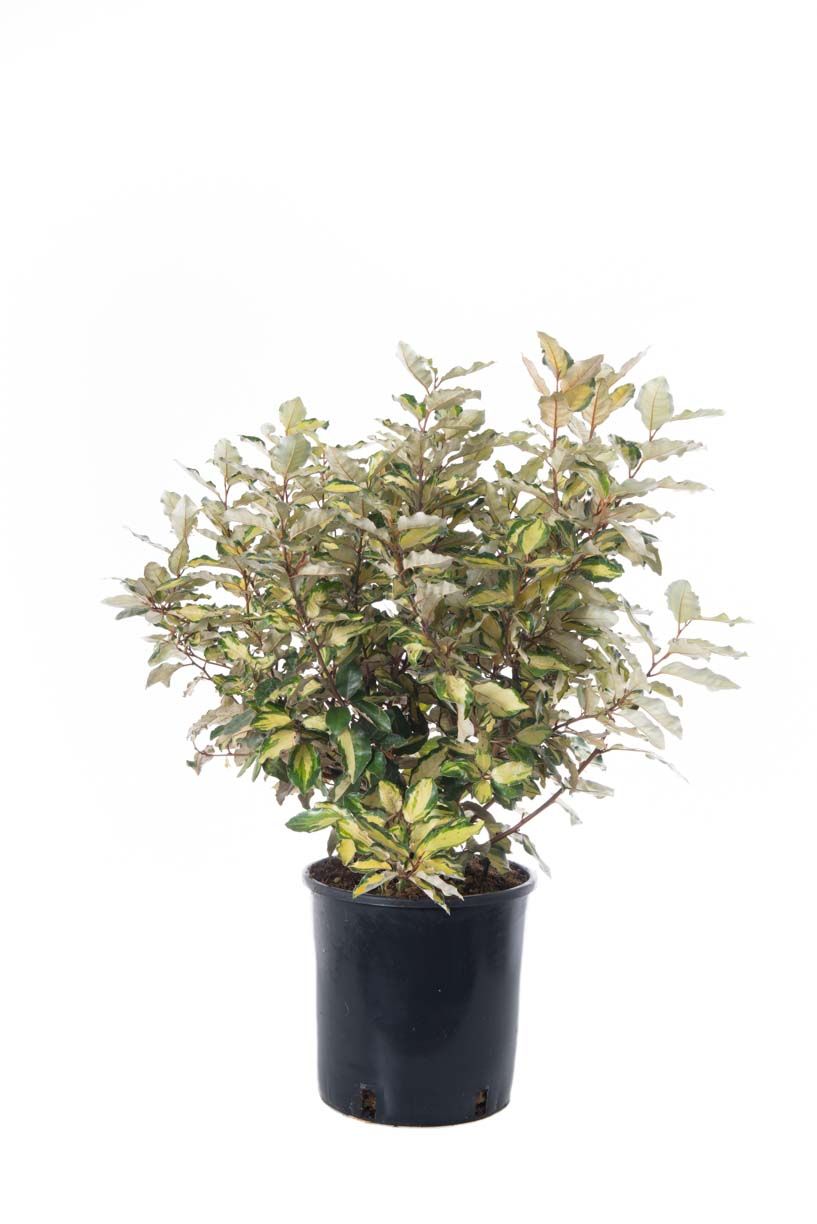 ELAEAGNUS x ebbingei 'Viveleg' ®