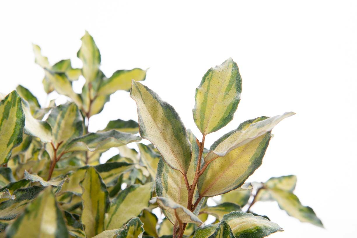 ELAEAGNUS x ebbingei 'Viveleg' ®